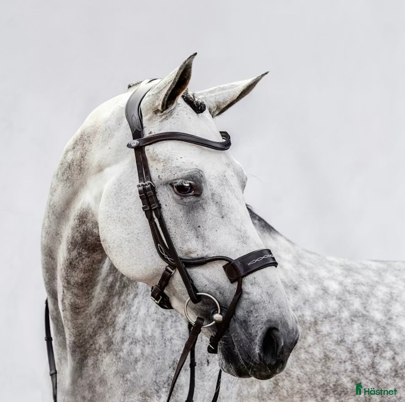 Träns hästutrustning Fint träns cob i Falkenberg - Annons 22