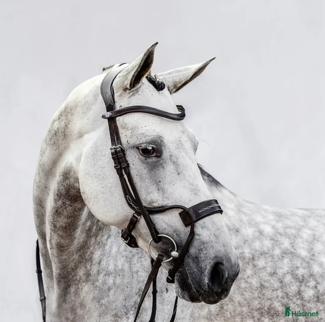 Träns hästutrustning till salu: Fint träns cob i Falkenberg - Annons 1