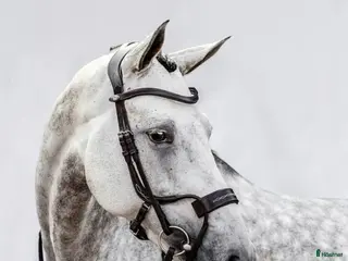 Träns hästutrustning Fint träns cob i Falkenberg - Annons 13