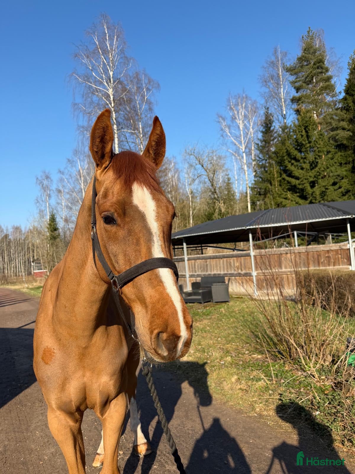  hästar Jättefin 5 åring  - Annons 5