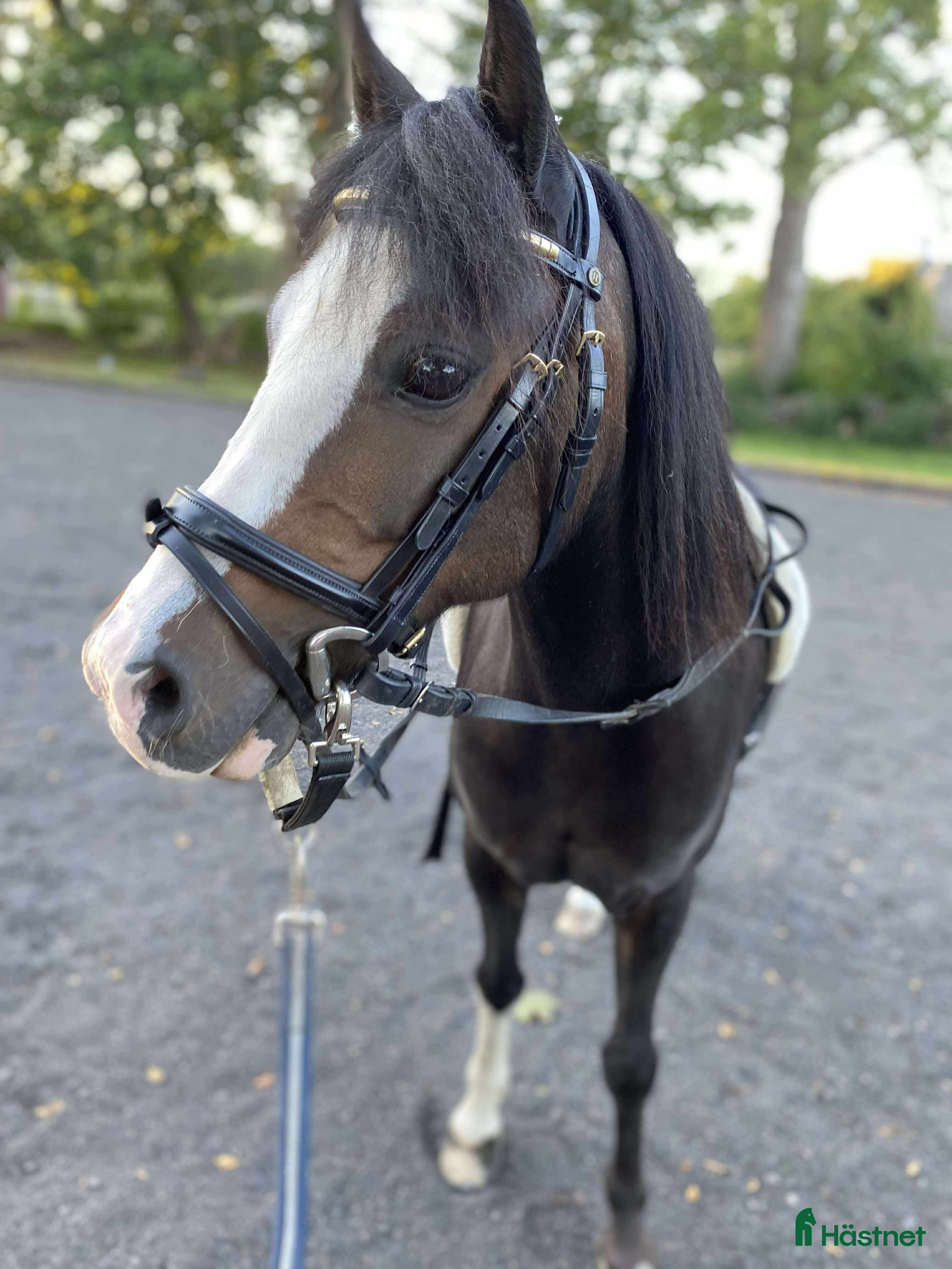  hästar Allsidig barnponny - Annons 16