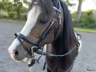 hästar Allsidig barnponny - Annons 16