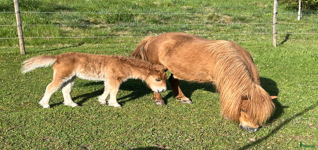 Galleribild {{count}}