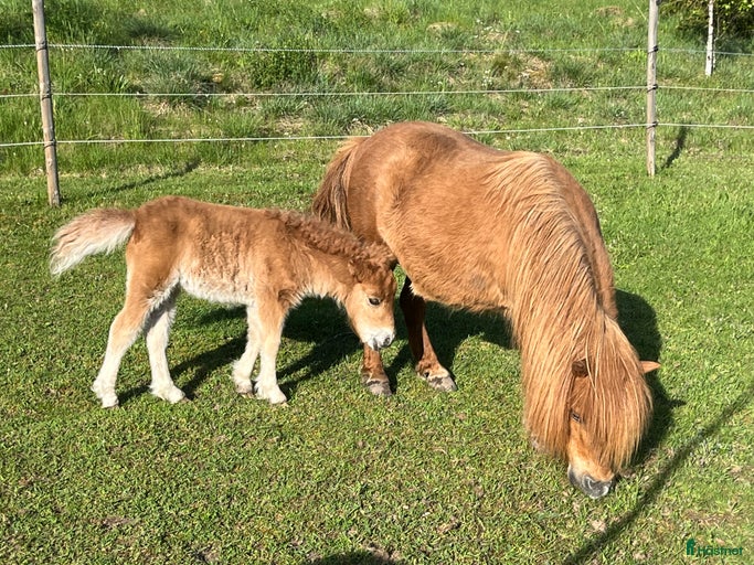 Galleribild {{count}}