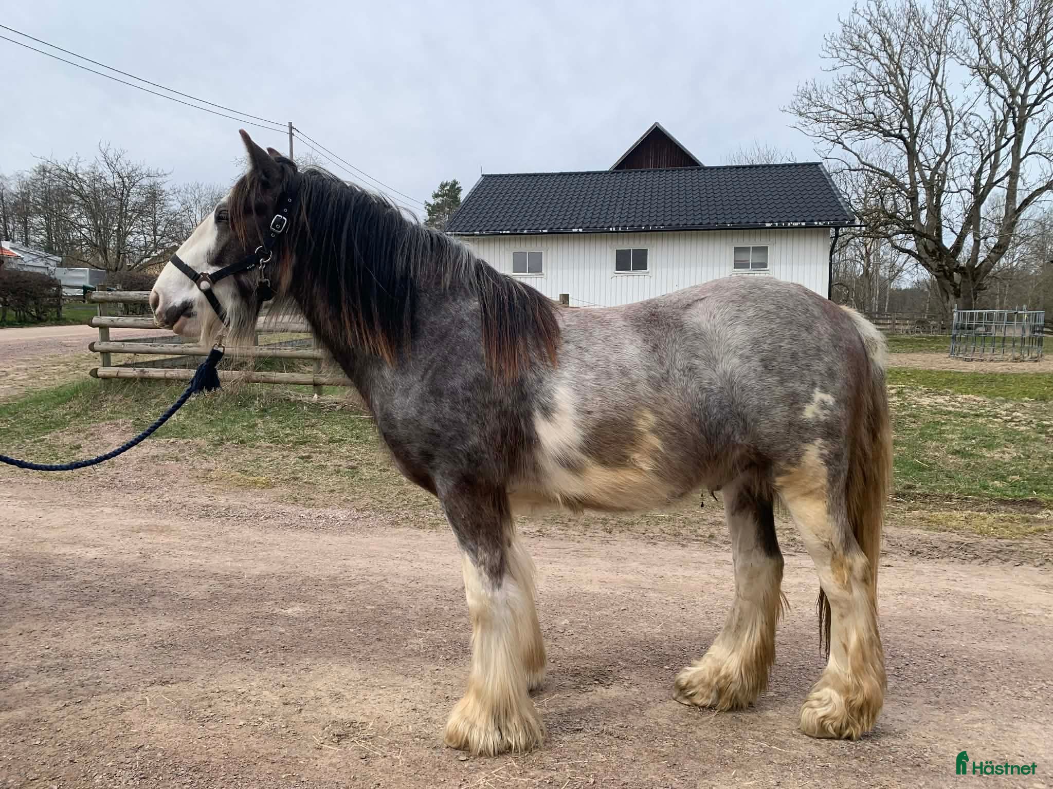  hästar Passar dig som vill utvecklas och utbilda själv  - Annons 1