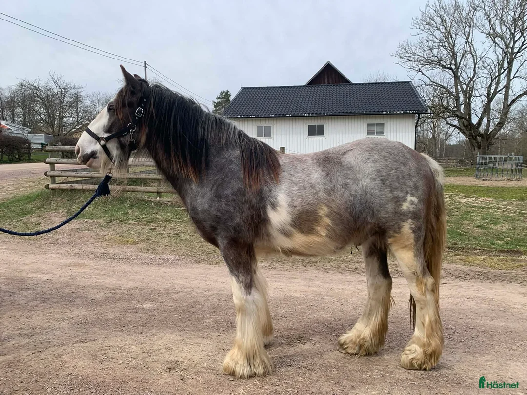 Allround hästar till salu: Passar dig som vill utvecklas och utbilda själv  - Annons 1