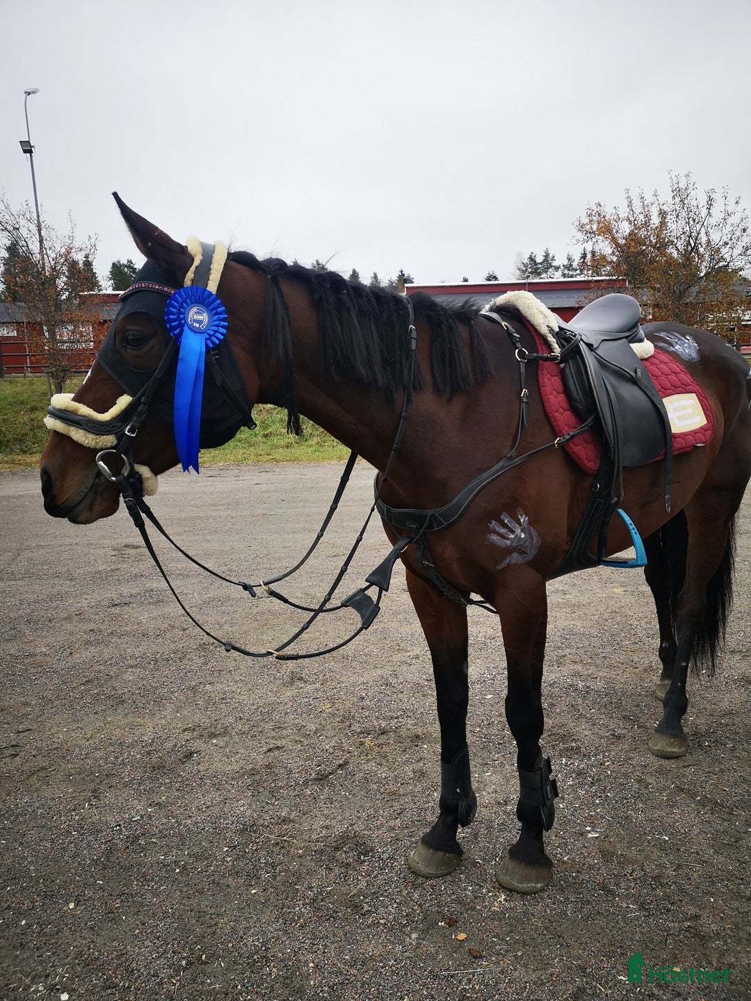 Allround hästar till salu: Sällskap/rid/avel i Rengsjö - Annons 2