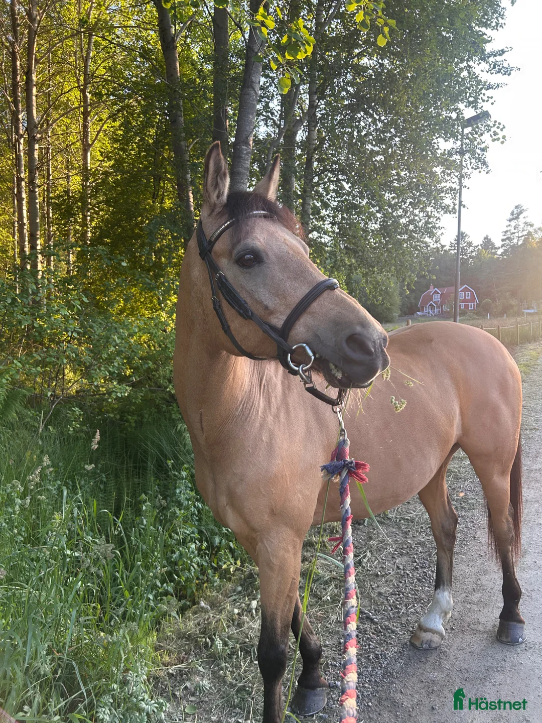 Allround hästar till salu: Charmig, stilig D-ponny ♡  - Annons 2