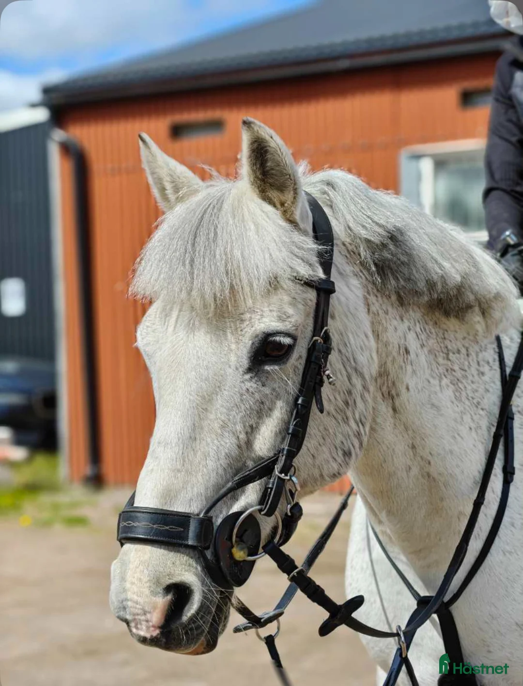 Allround hästar till salu: RESERVERAD one in a lifetime ponny - Annons 3