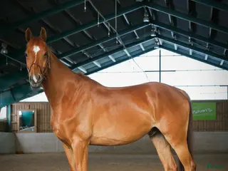 hästar 🌟Framtidsstjärna för satsande ryttare🌟 - Annons 16