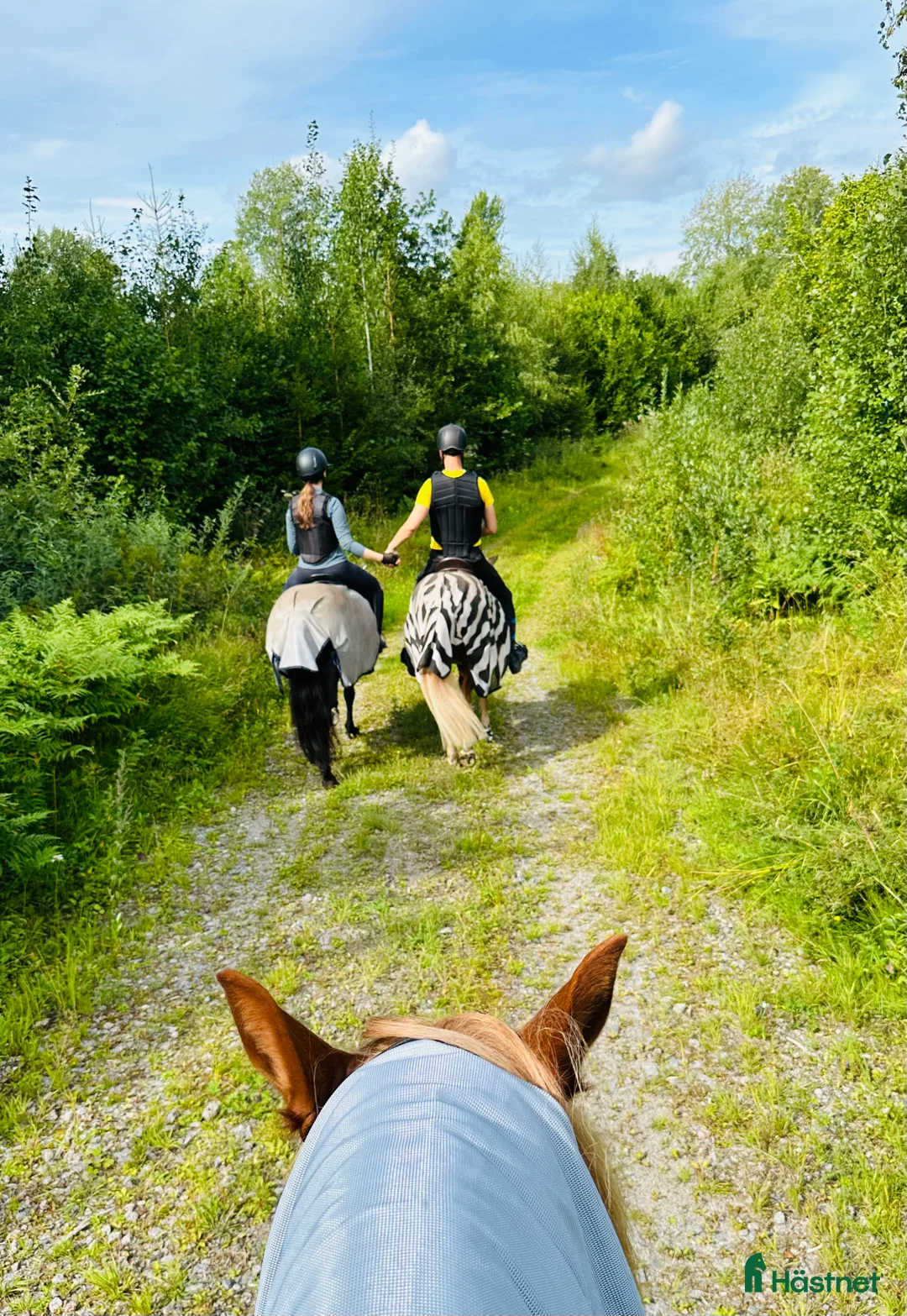 Island hästar till salu: Intressekoll i Knutby - Annons 7