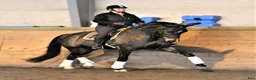 Dressyr hästar till salu: Gångartsföl med galopp ++ - Annons 13