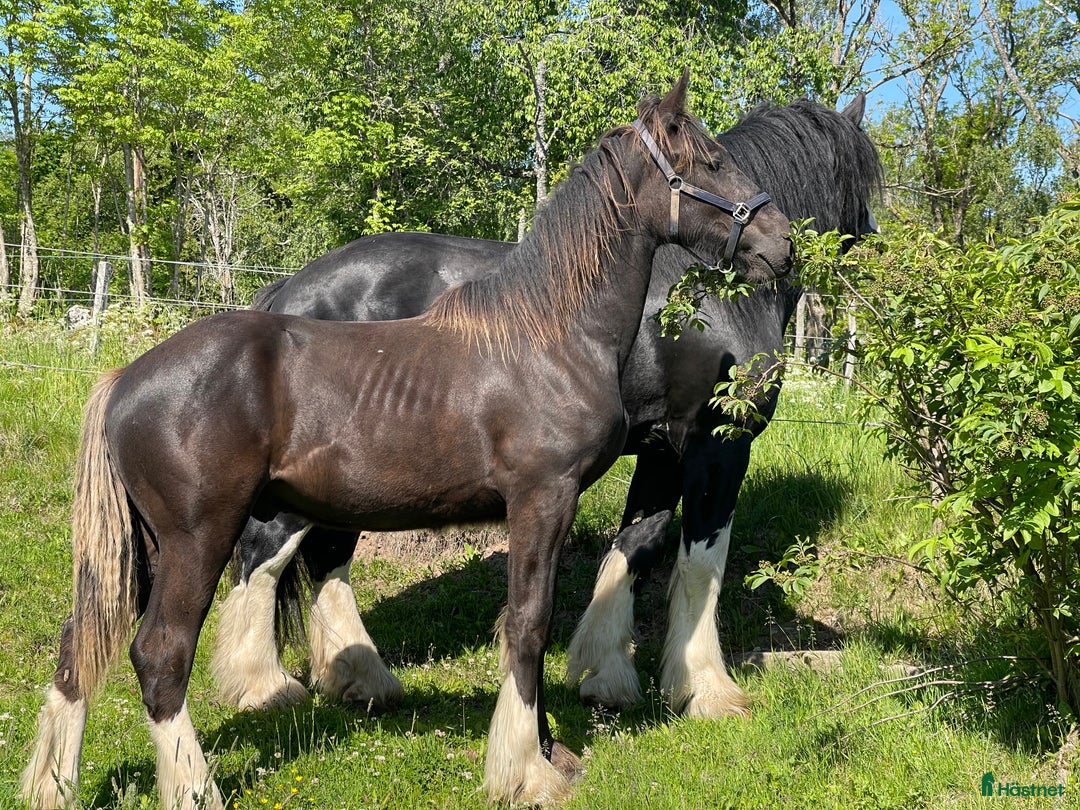 Avelshästar hästar till salu: Fin shire hingst  i Lekeryd - Annons 3