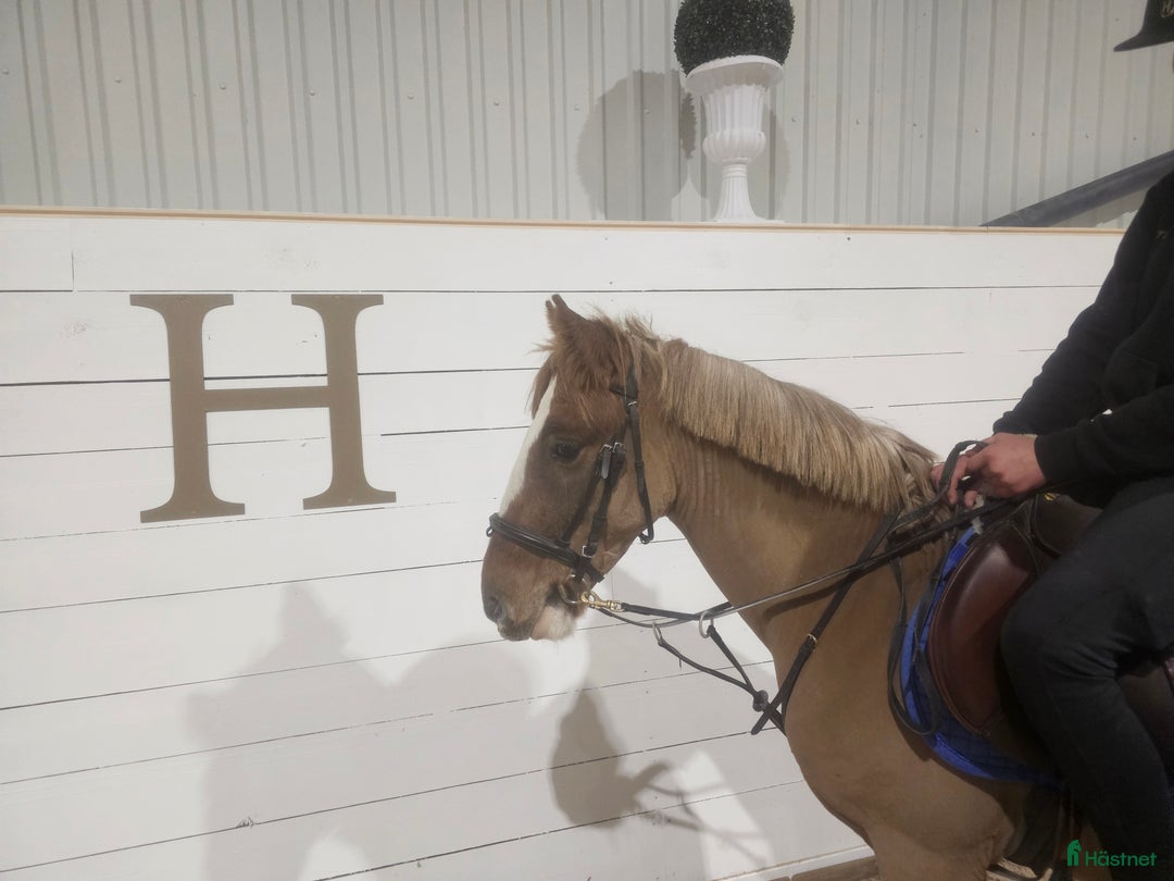 Allround hästar till salu: Underbar bästa vän! i Lindesberg - Annons 4