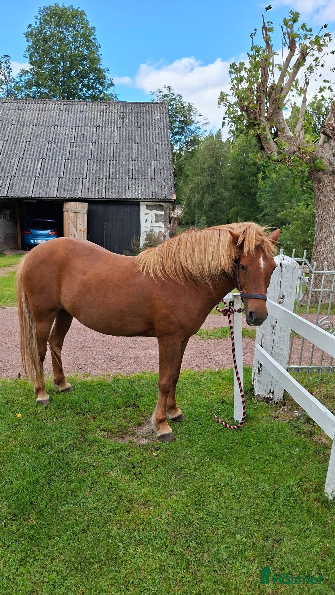  medryttarhäst finnes: Medryttare önskas i Lönsboda - Annons 1