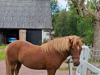 medryttarhäst finnes: Medryttare önskas i Lönsboda - Annons 20