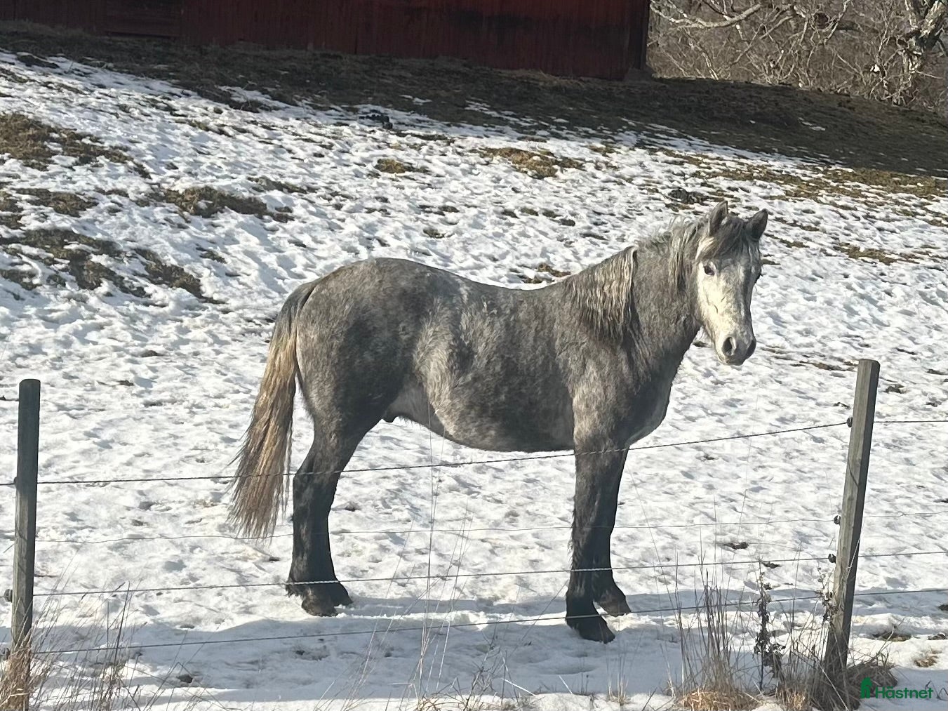  hästar Connemara valack - Annons 1