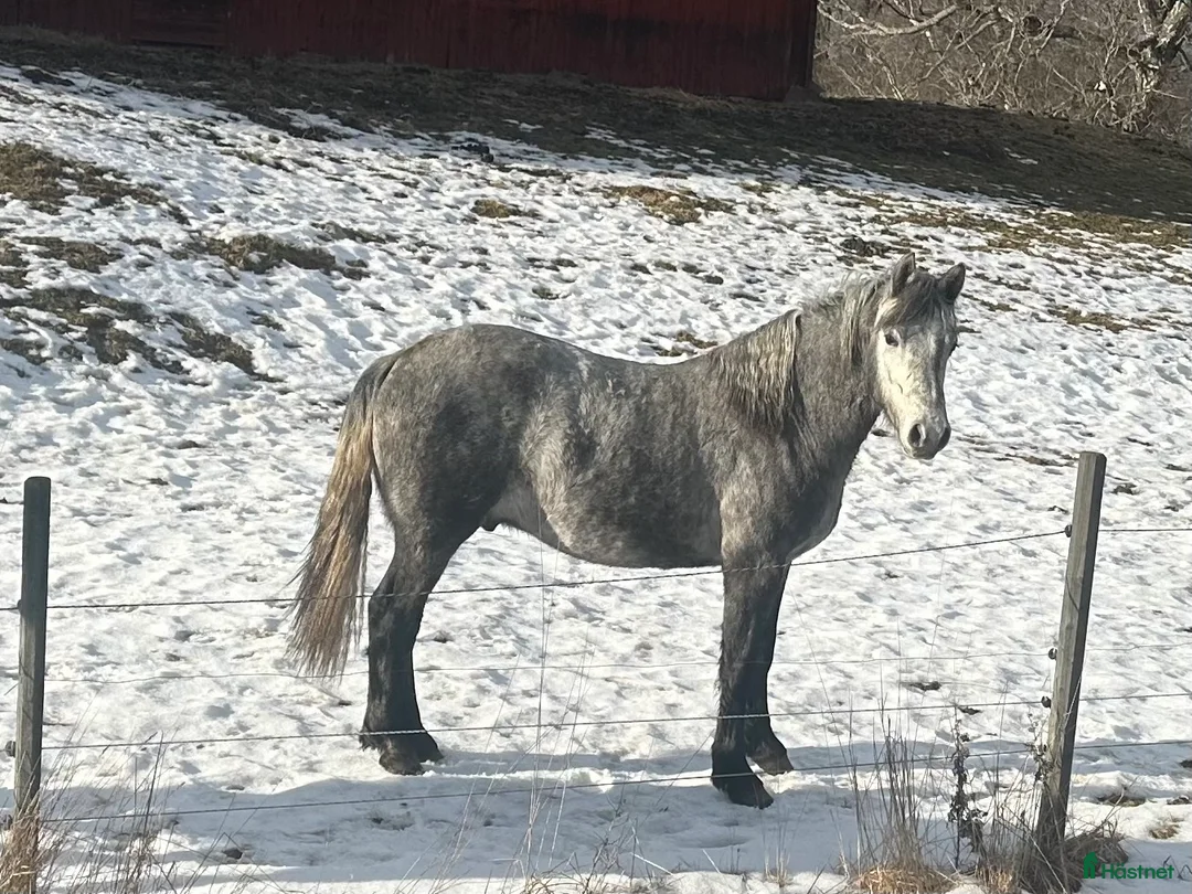 Allround hästar till salu: Connemara valack - Annons 1
