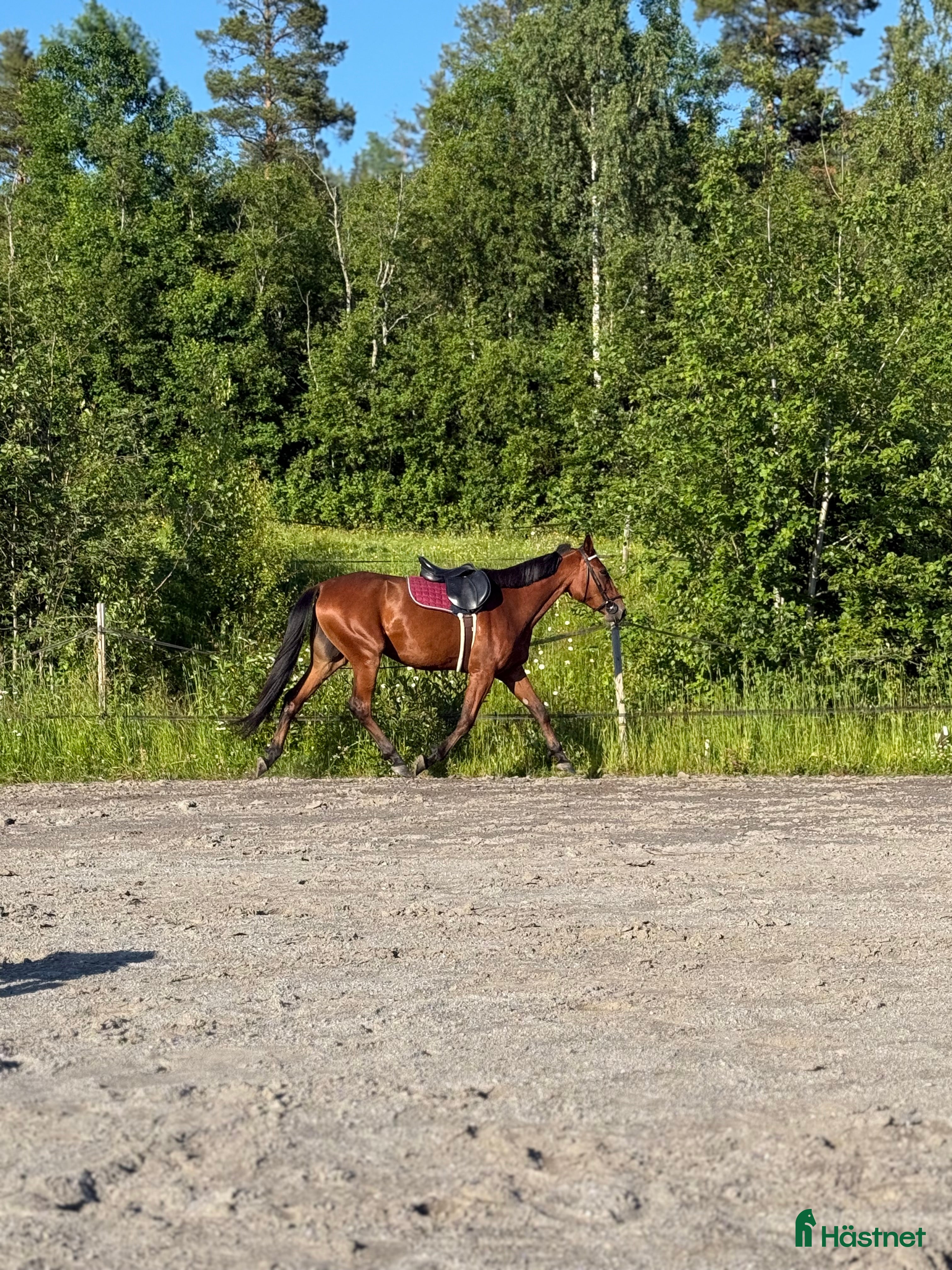  hästar Häst sökes! i Vännäs - Annons 8