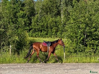 hästar Häst sökes! i Vännäs - Annons 7