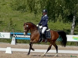 hästar FEI Mästerskaps D-Ponny i Kungsbacka - Annons 4
