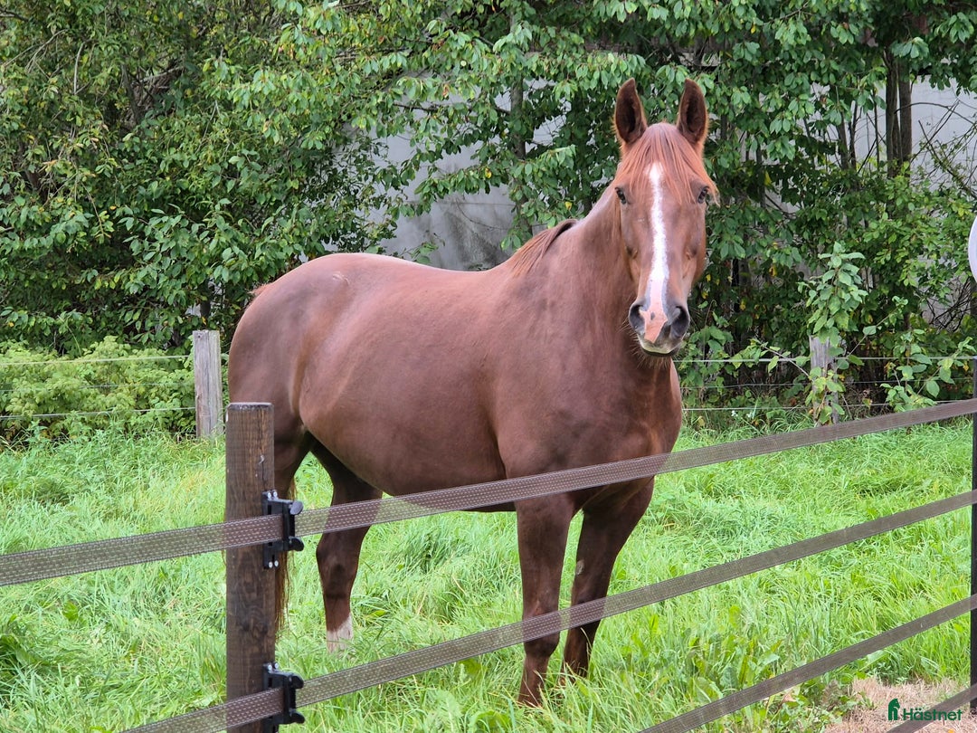 Allround hästar till salu: Snällaste hästen i Småland!  i Väckelsång - Annons 3