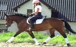 Allround hästar till salu: Gorgeous, sweet and ready for anything allrounder i Örsundsbro - Annons 12