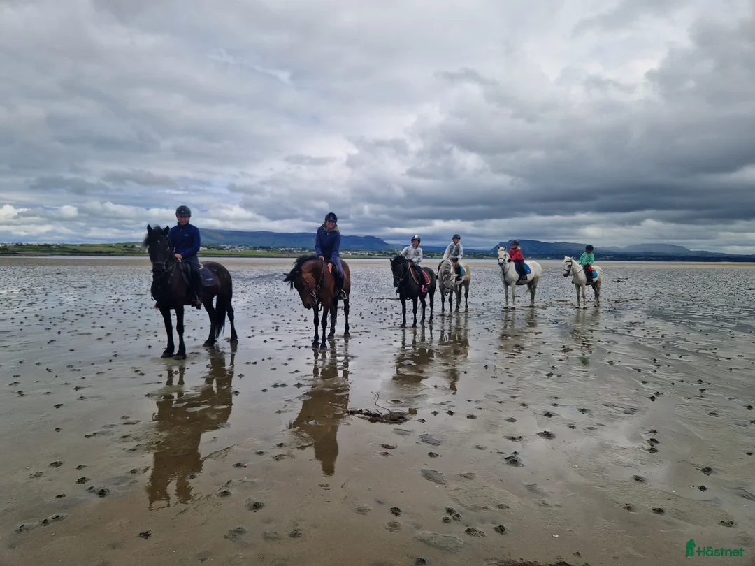 Dressyr hästar till salu: Equestrian holiday in Ireland  - Annons 20