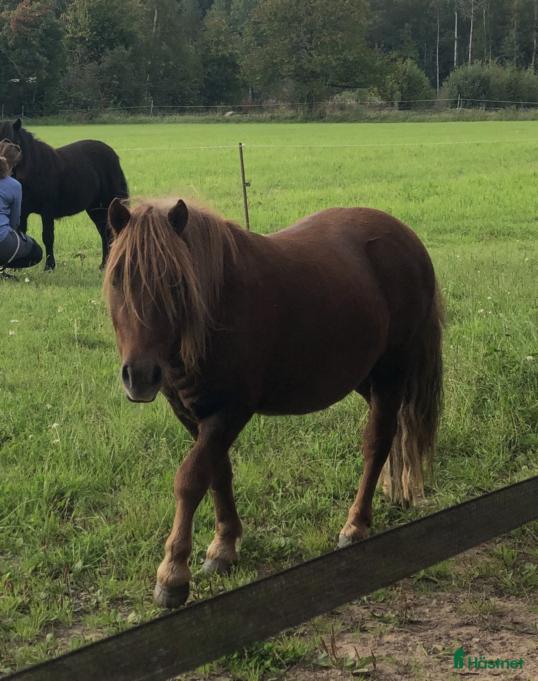 Körning hästar till salu: Trevlig Shetlandsvalack i Älgarås - Annons 1