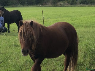 hästar Trevlig Shetlandsvalack i Älgarås - Annons 1