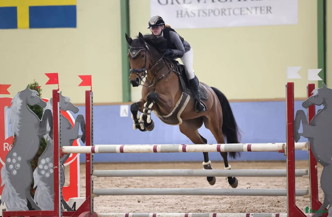 Hoppning hästar till salu: *Reserverad* Finstammat sto - Annons 5