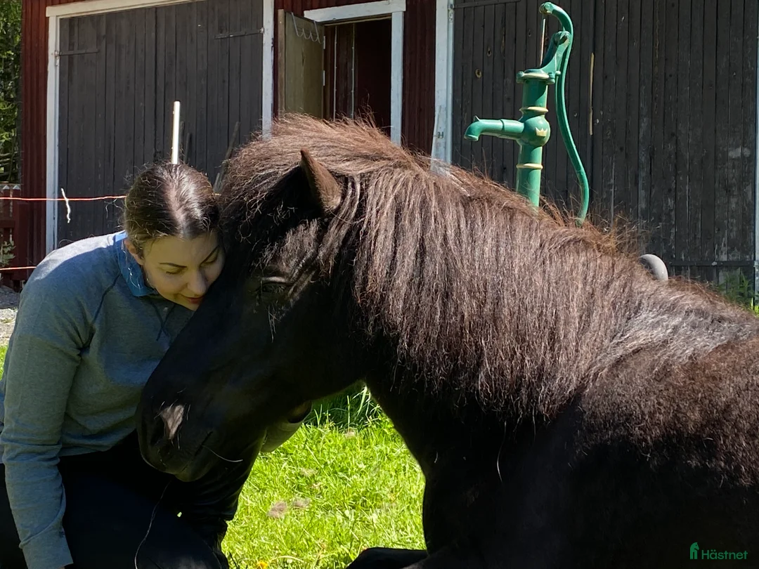 Island hästar till salu: Intressekoll i Knutby - Annons 19