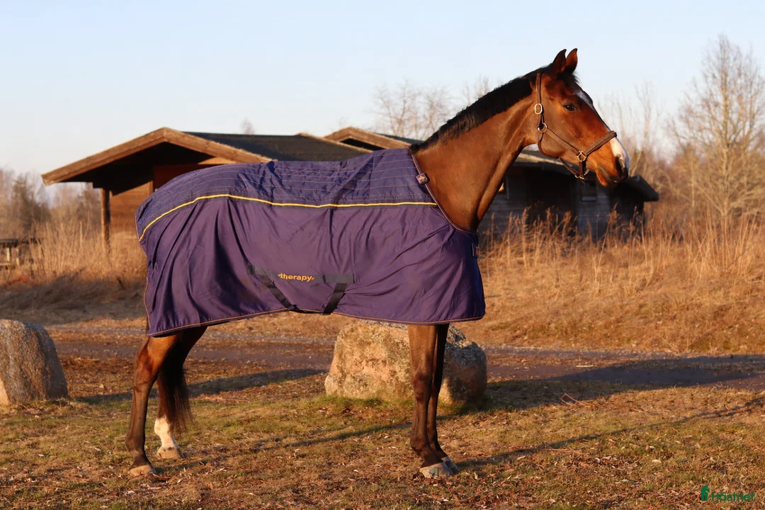 Hoppning hästar till salu: Underbart SWB sto  - Annons 1