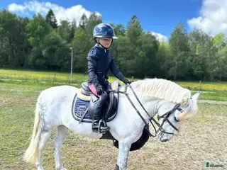 hästar Hopponny - Annons 9