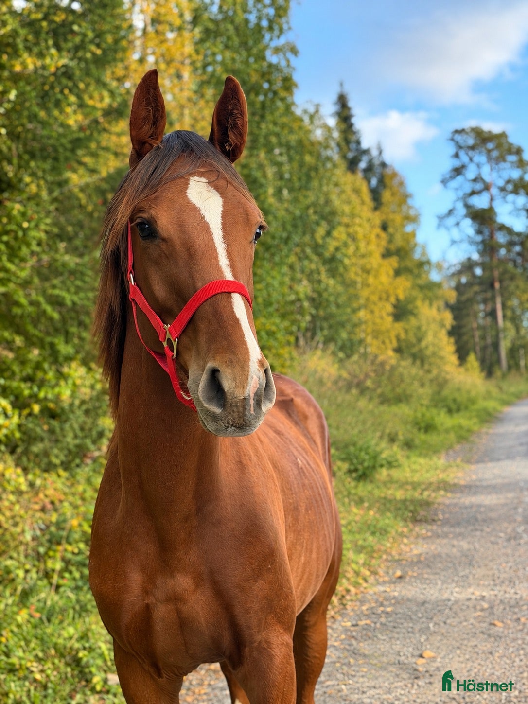  hästar till salu: ⭐️ Vacker hingst för sporten ⭐️ - Annons 1