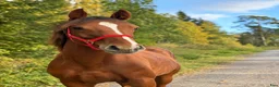 Hoppning hästar till salu: ⭐️ Vacker hingst för sporten ⭐️ - Annons 1