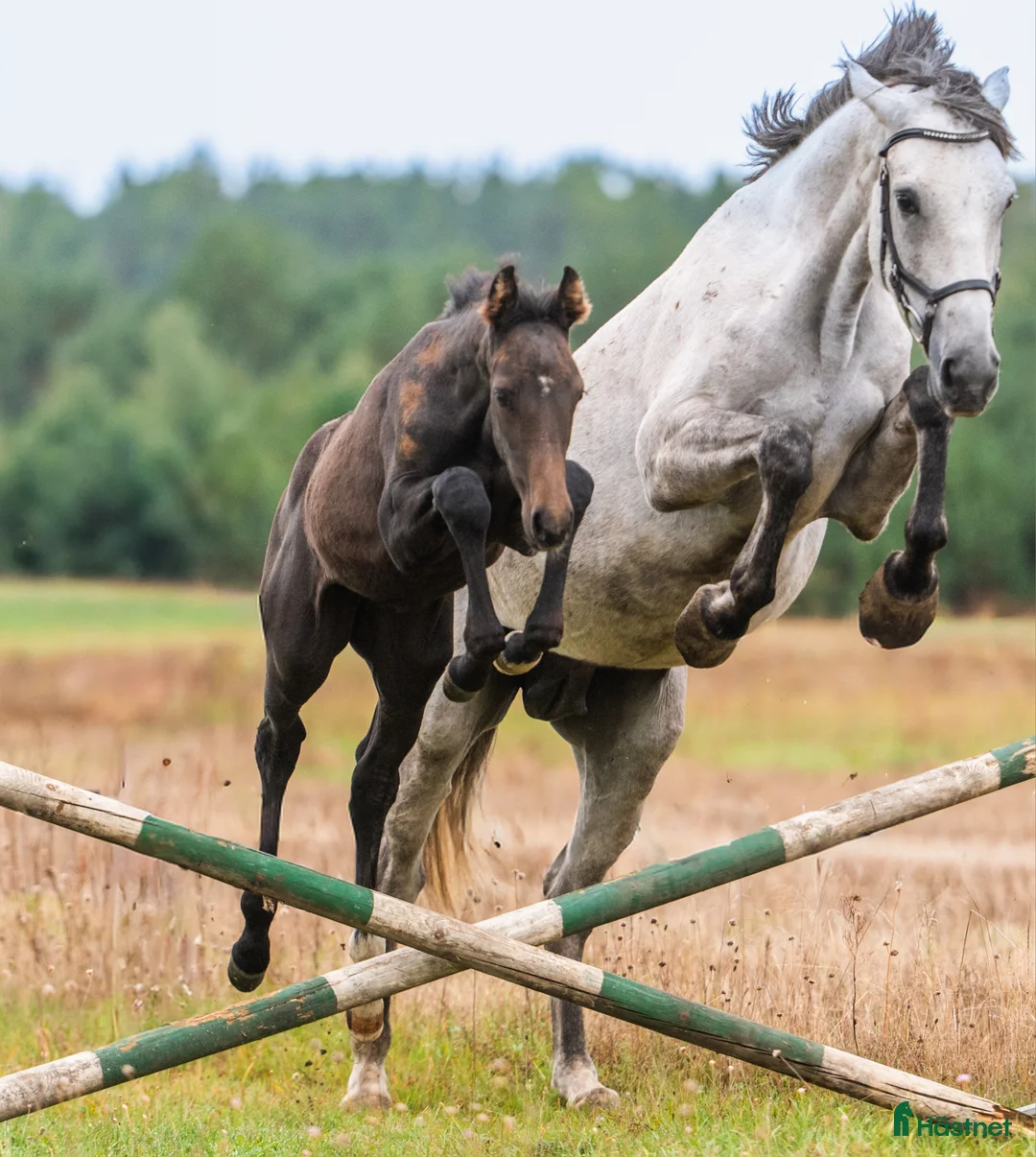 Hoppning hästar till salu: Perspektivföl!!! Qerly Chin-moderlinjen i Sjöbo - Annons 1