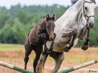 Hoppning hästar till salu: Perspektivföl!!! Qerly Chin-moderlinjen i Sjöbo - Annons 2