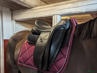 Sadlar hästutrustning Farmland dressyrsadel i Tranås - Annons 7
