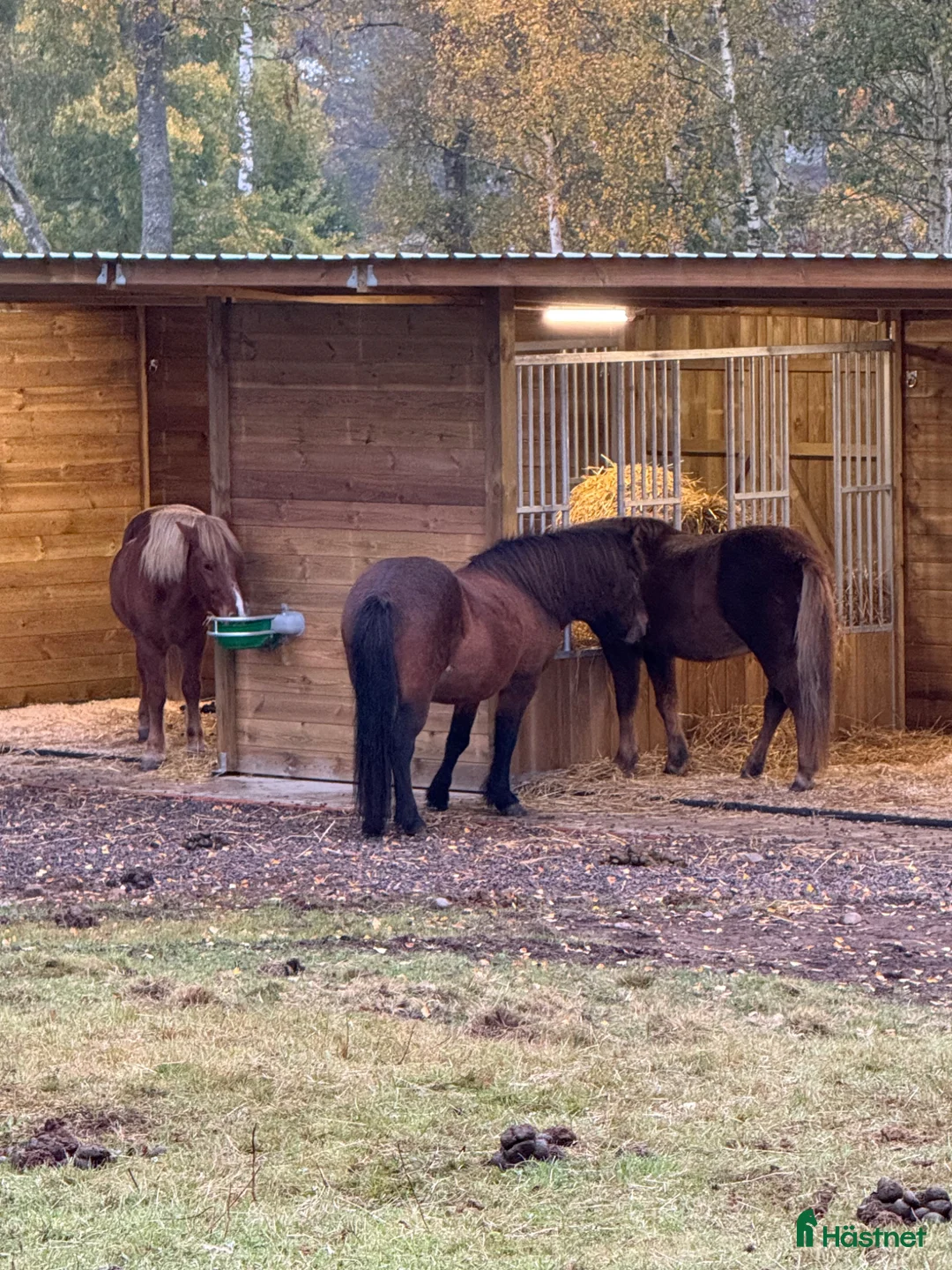  stallplats finnes: Lösdrift till islandshäst finnes!  - Annons 1