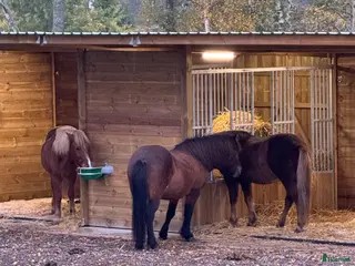 stallplats Lösdrift till islandshäst finnes! - Annons 7