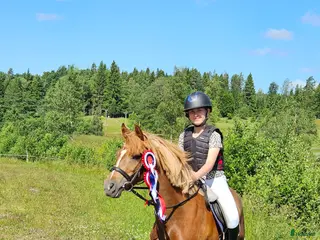 hästar Drömponny i Askersund - Annons 3