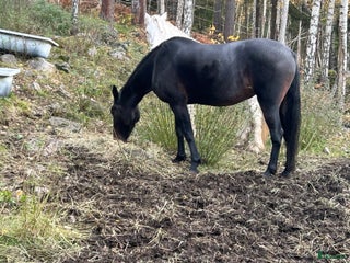 stallplats finnes: Stallplats i Gnesta - Annons 1