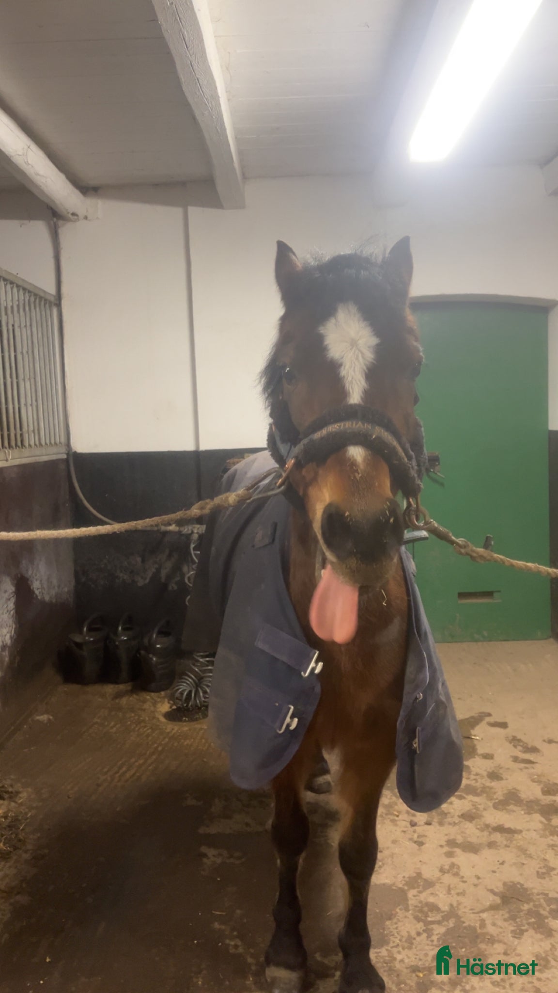  hästar Fantastisk B-ponny  - Annons 3