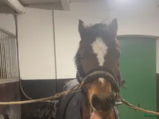 hästar Fantastisk B-ponny - Annons 3