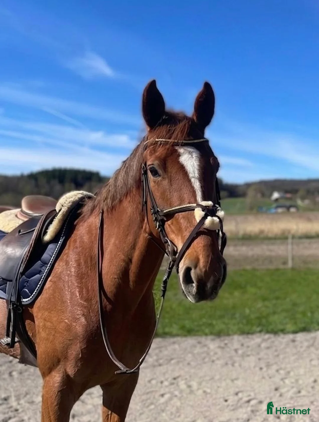 Allround hästar till salu: Trevlig allroundhäst/verksamhet  - Annons 1