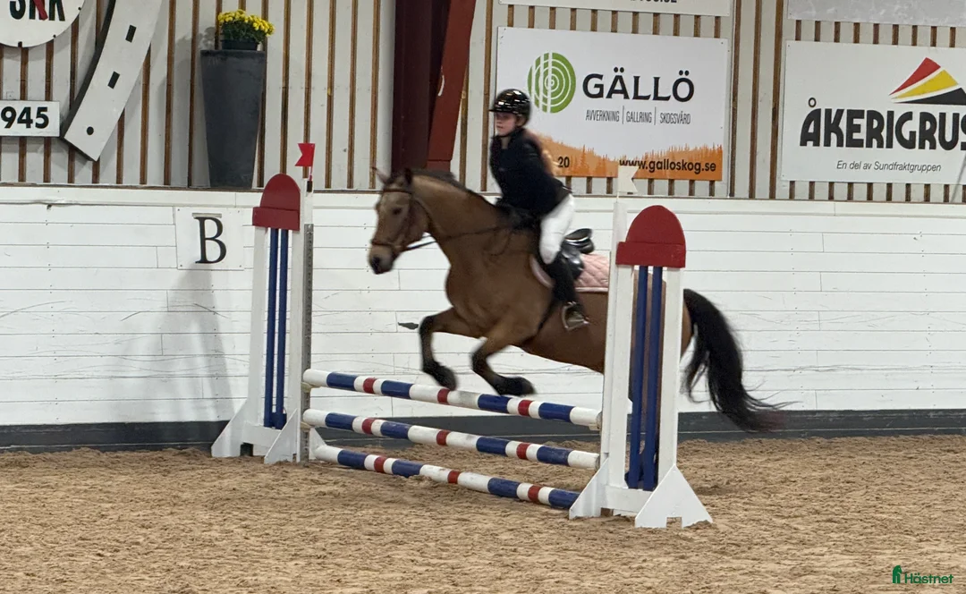 Allround hästar sökes: ⚠️MEDRYTTARHÄST/FÖDERHÄST SÖKES I SUNDSVALL⚠️ i Sundsvall - Annons 1