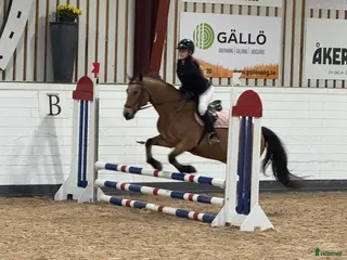 hästar ⚠️MEDRYTTARHÄST/FÖDERHÄST SÖKES I SUNDSVALL⚠️ i Sundsvall - Annons 1