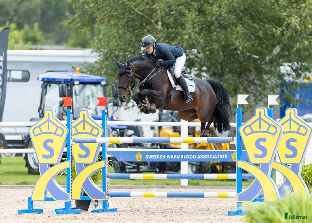 Hoppning hästar till salu: Trevlig junior/childrenhäst i Norrköping - Annons 1