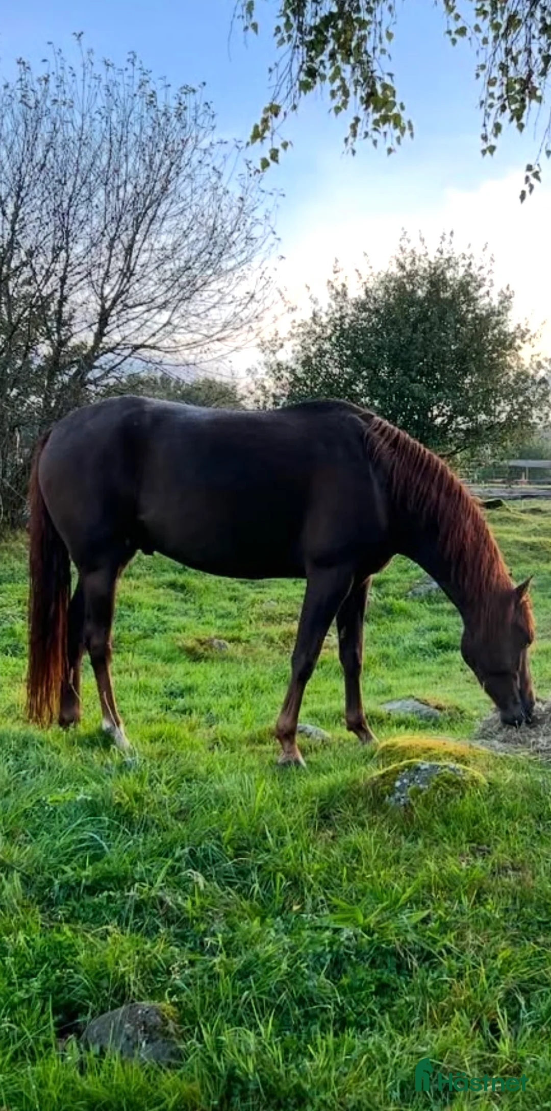 Western hästar till salu: Morgan partbred valack - Annons 1